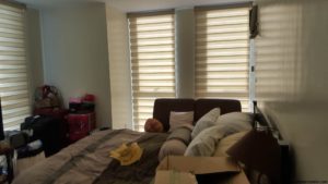 window blinds 4